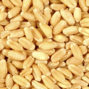 Quality Wheat