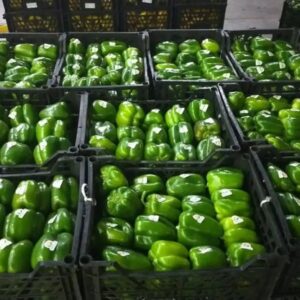 Capsicum (Bell Pepper)
